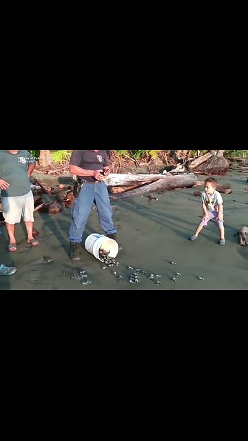 Hundreds of baby turtles released after eggs recovered from poachers in Costa Rica 🐢🌊