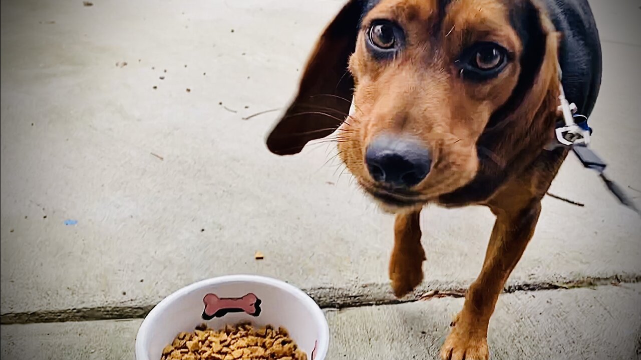 Happy Beagle Pup, Breakfast Part 2