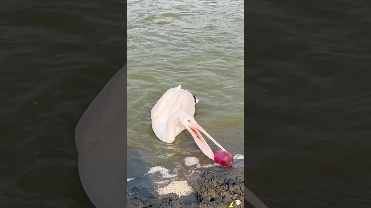 PELICAN Crashed My Kids BEACH Party!!!