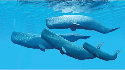 Amazing Whales In The Ocean 🐟