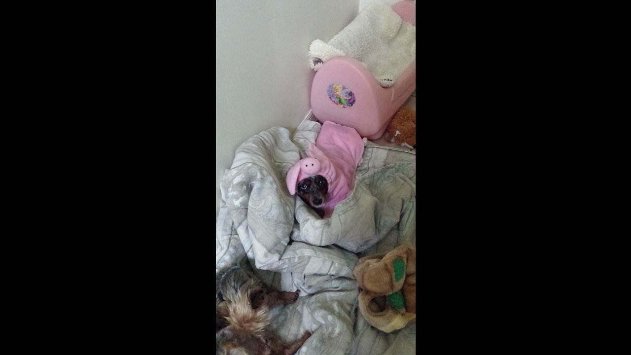 Adorable Lil dog in a pig costume