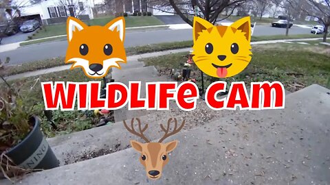 Wildlife And Nature Camera 🌲