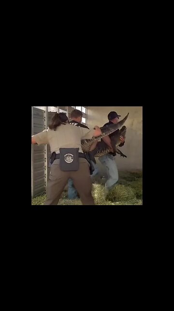 "Alligators don’t make good pets”