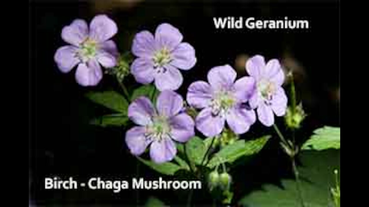 PFTTOT Part 137 Wild Geranium Birch Chaga Mushroom