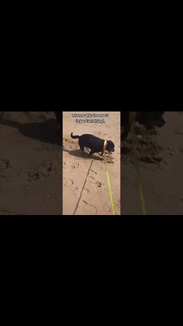 Just let me dig! ⛑️ #dog #rottweiler #puppy