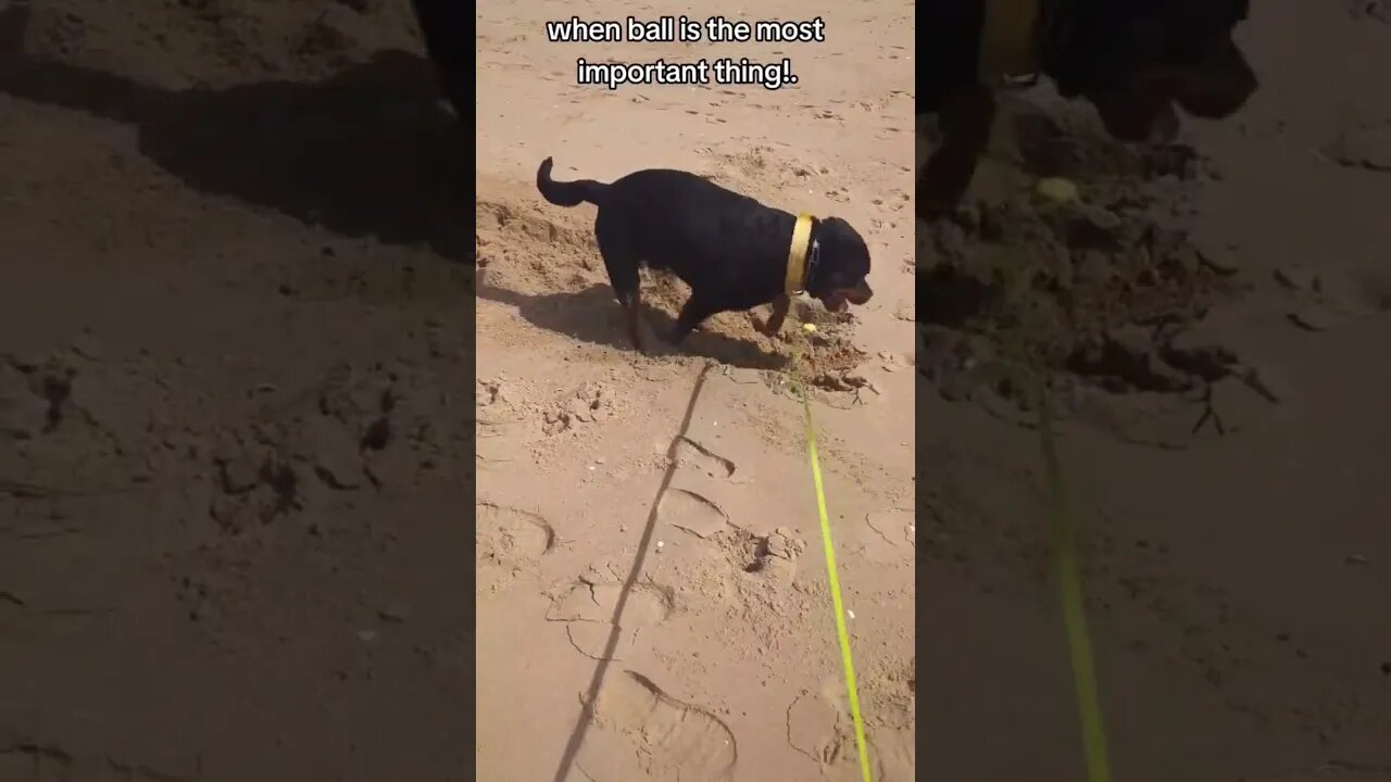 Just let me dig! ⛑️ #dog #rottweiler #puppy