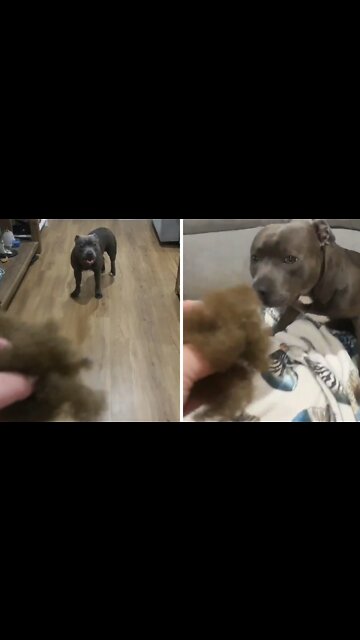 Guilty doggy runs away when confronted with his guilt