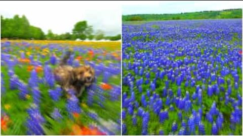 Cane se la spassa in un campo fiorito in Texas