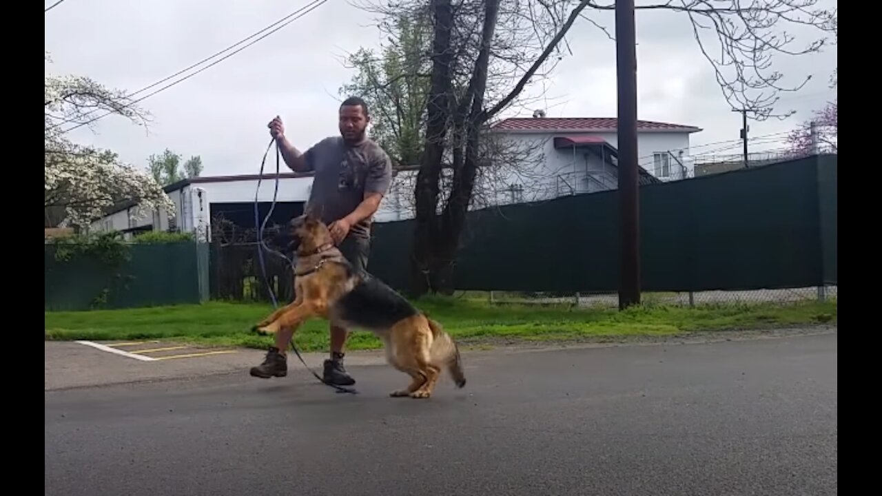 Aggressive German Shepherd Training - You Wont Believe This It Works!