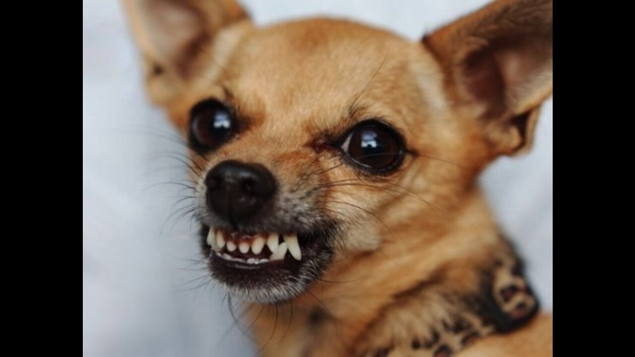 ANGRY PINSCHER! Dogs