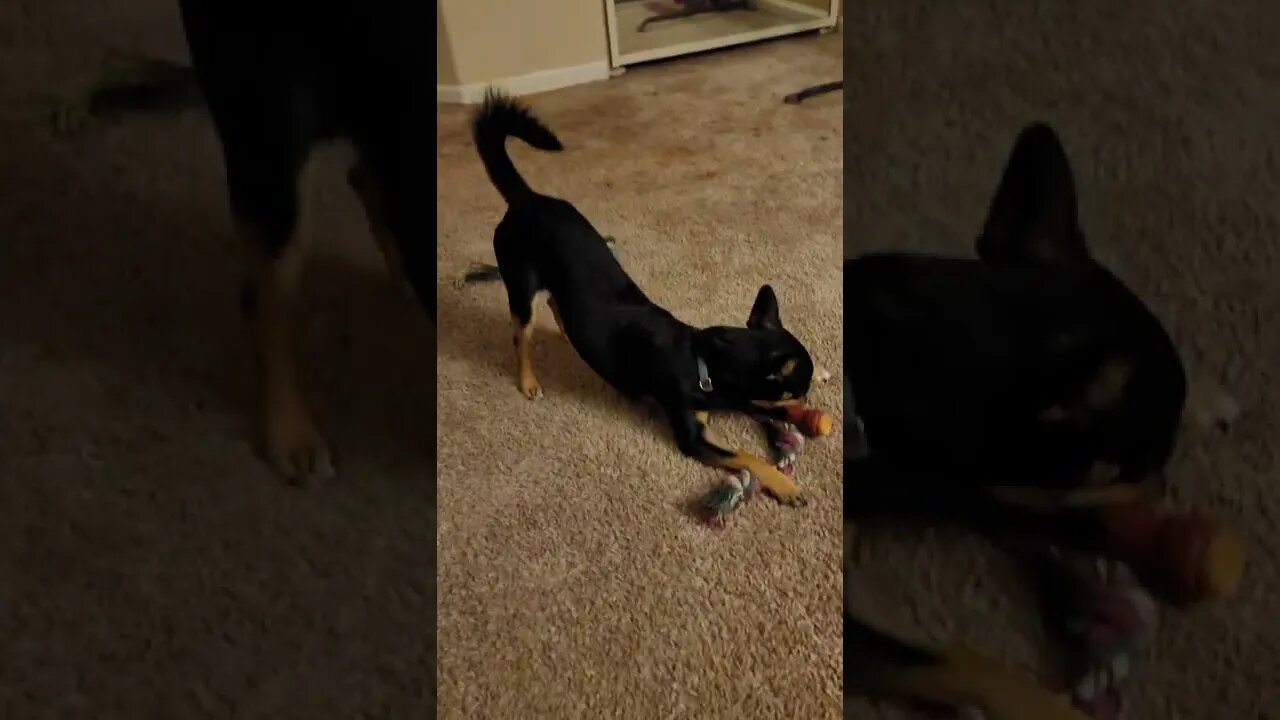 Snickers plays with squeaker until his Daddy gets home