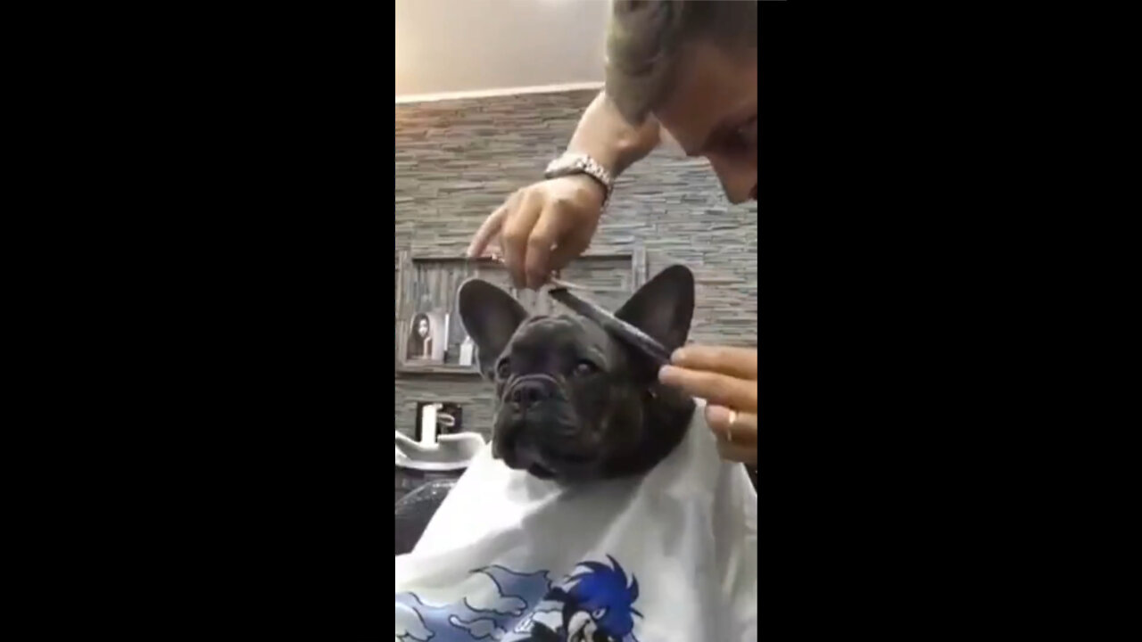 CUTE DOGGY GETTING HIS HAIR DONE!🤣🤣🤣