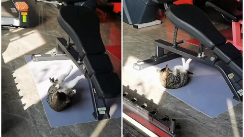 Cute cat doing excercise for making his health better