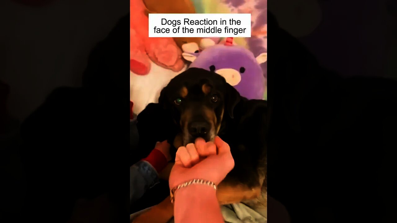 Dogs reaction in the face of the middle finger #shorts