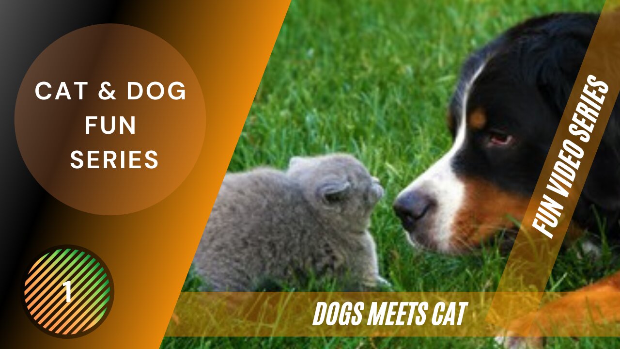 FUNNY VIDEOS - CAT MEET DOGS