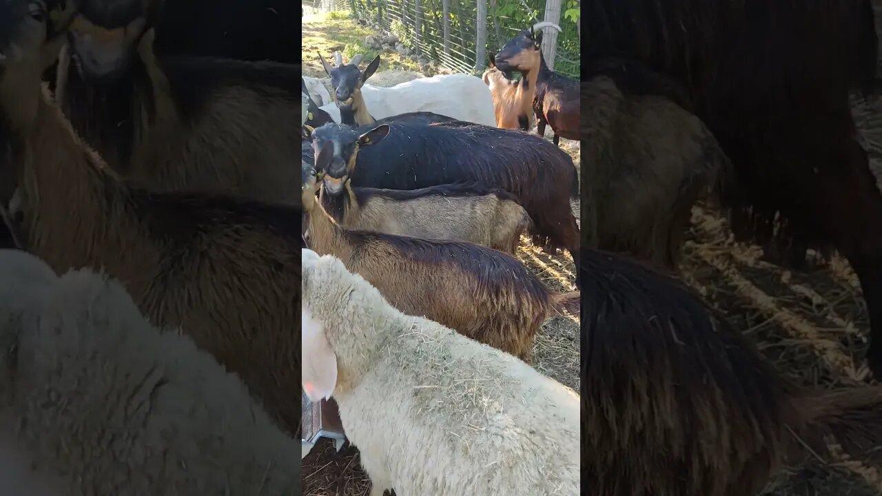 Dando de comer a las cabras y a las ovejas #cabras #ovejas #animals