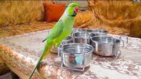 This cute parrot is calling her mom to open the window