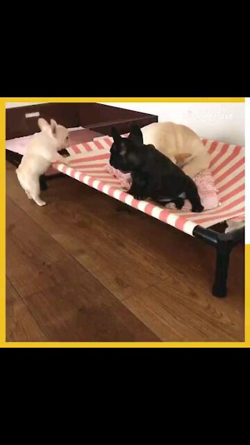 Any people like short legs ?