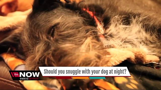 Should you snuggle with your dog