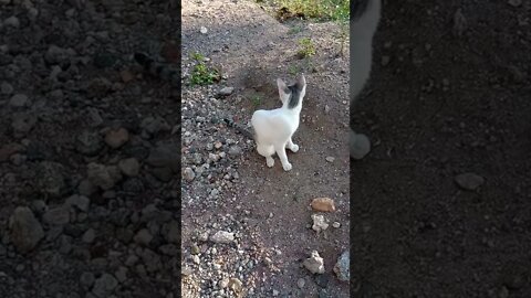 Cats in our farm 🐱😍 - 7