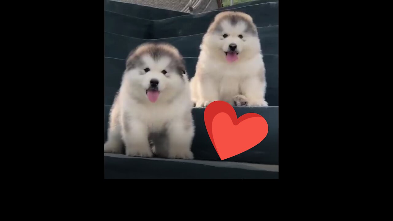 Super Fluffy Puppies Squad😂 🤣😍