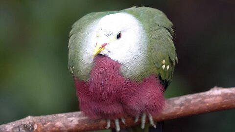 CatTV: Beautiful Bird at San Diego Zoo