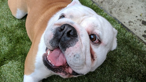 English bulldog playing in the snow