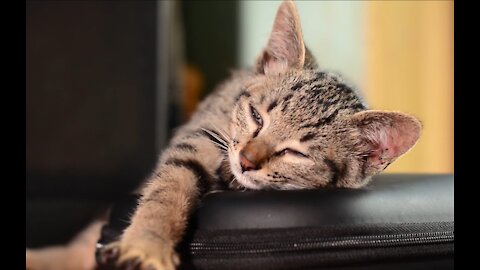 Cute cat sleeping :D