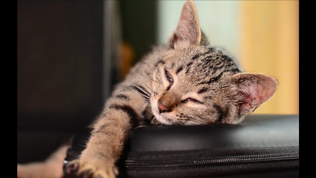 Cute cat sleeping :D