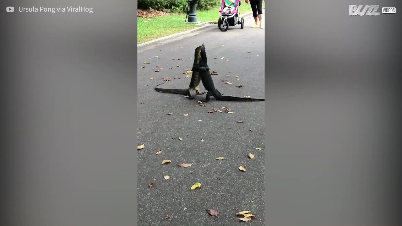 Lagartos se abraçam apaixonadamente em parque