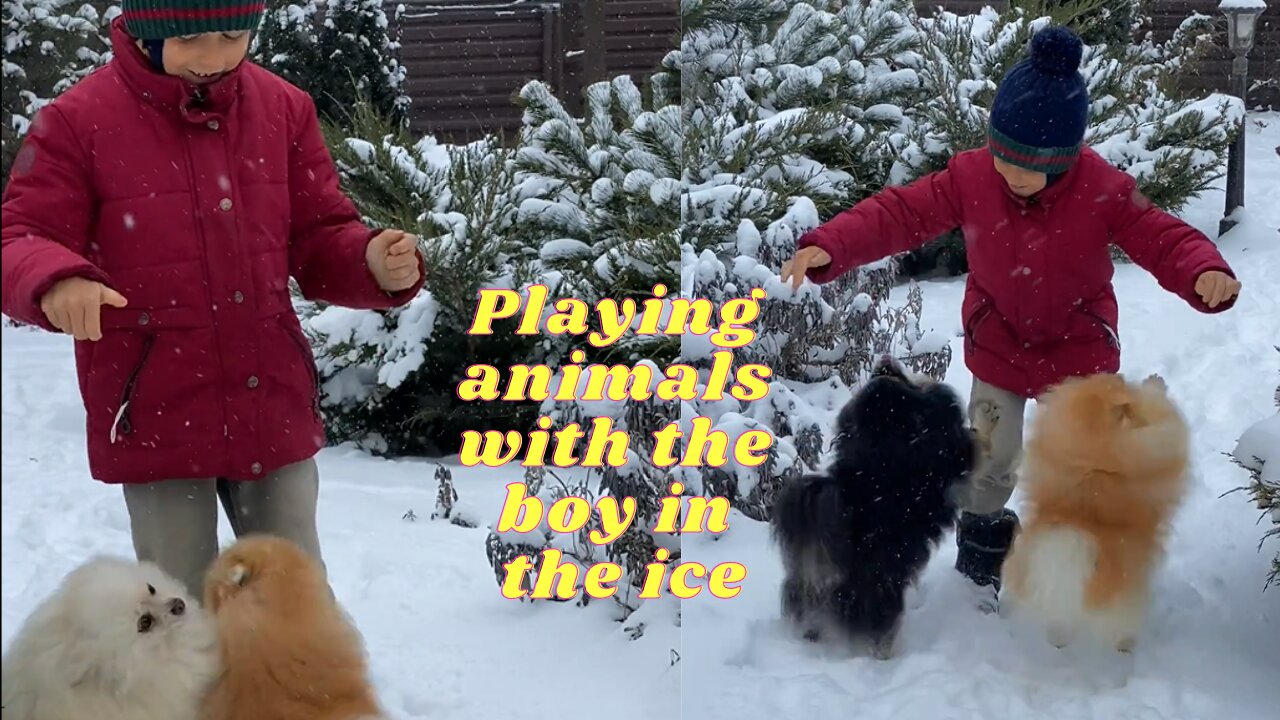 Best of the animals 2021 Playing animals with the boy in the ice #40