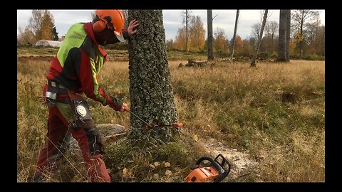 Safe and precise - How to cut down a tree