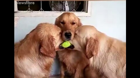 Dogs Care Video