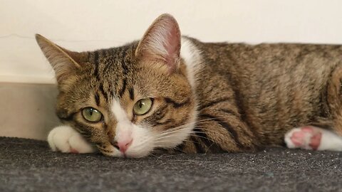 If U Bother Me Human, I Will Go Home!