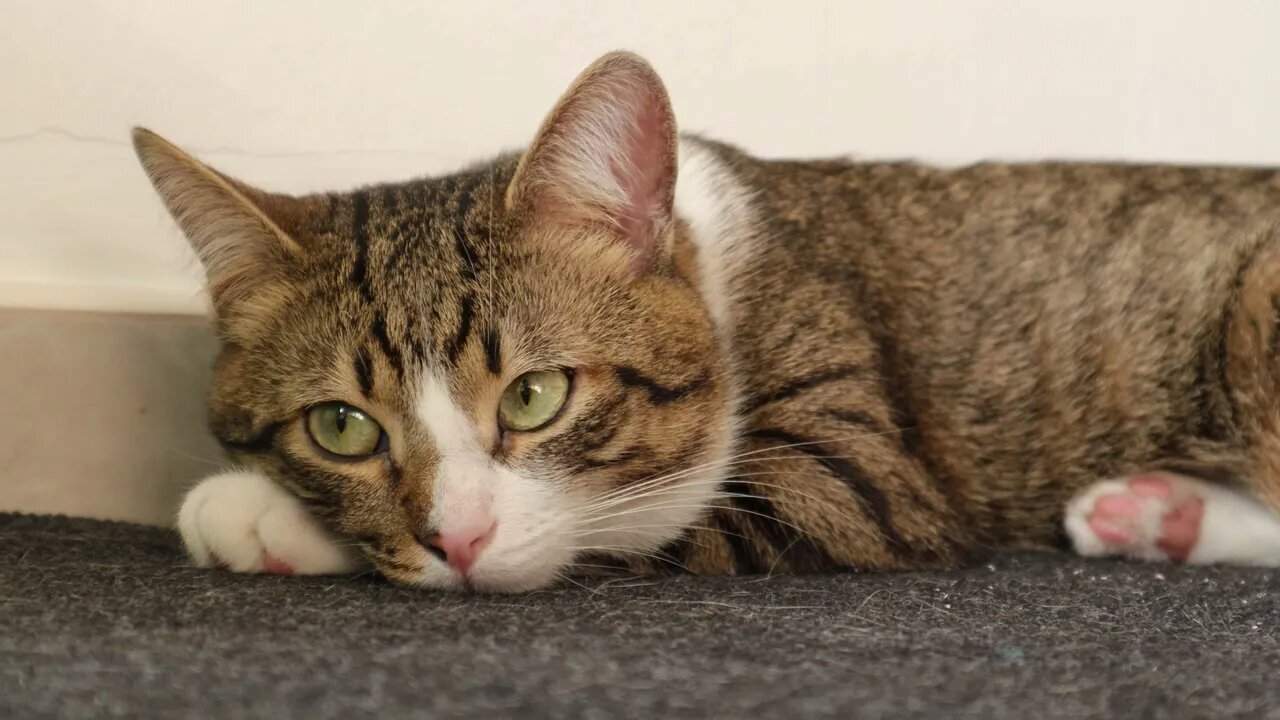 If U Bother Me Human, I Will Go Home!