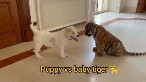 Dog vs Baby Tiger Video