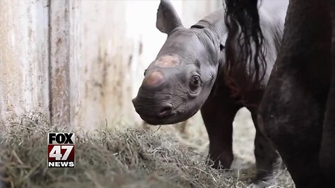 Baby rhino fever! Here's how the Potter Park Zoo is caring for the calf