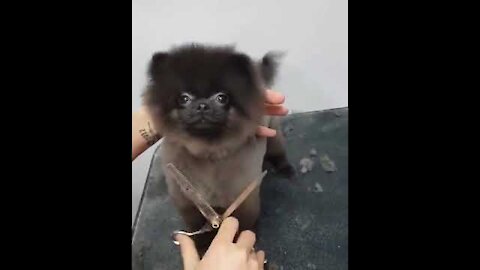 Dog dancing to music (while getting a haircut)