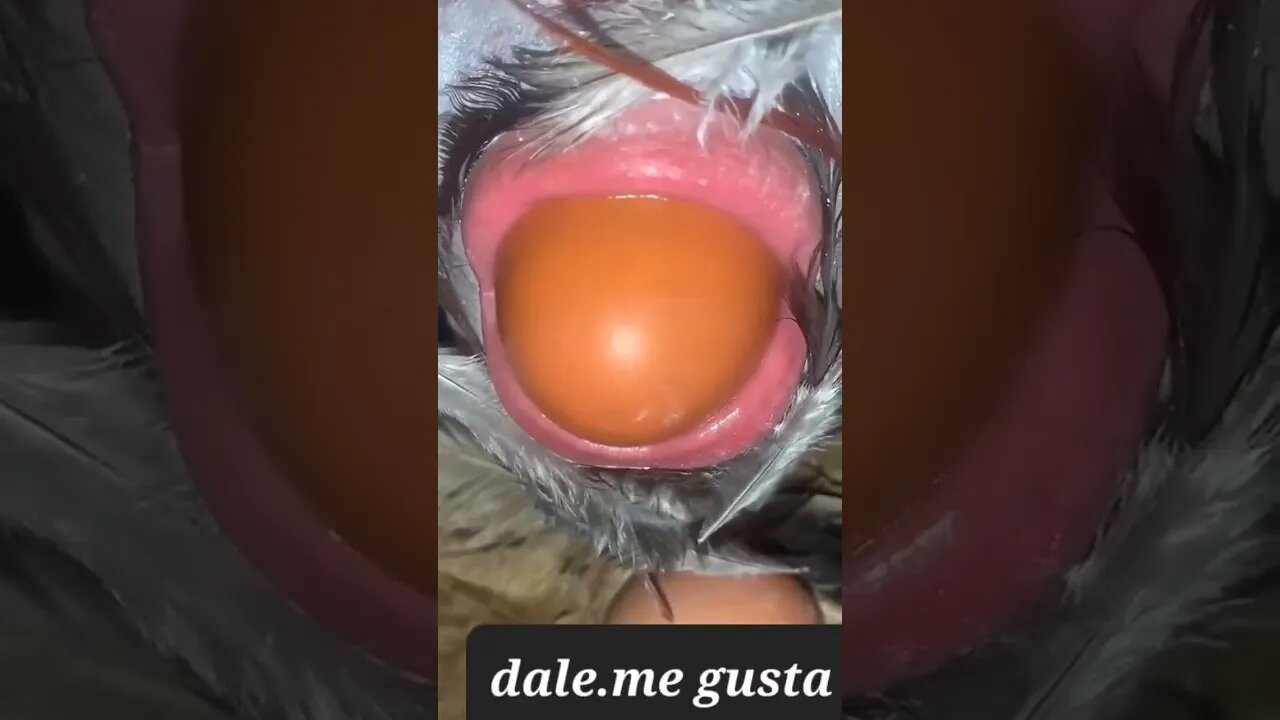 videos de risa