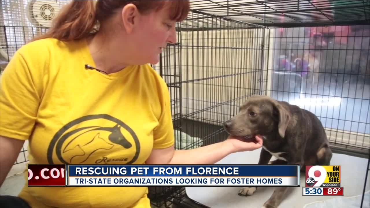 Greater Cincinnati residents help pets displaced by Florence