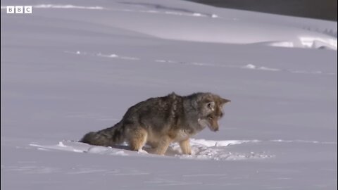 Cheeky Coyote Steals Otter's Dinner | Snow Animals | BBC 🌎🌍