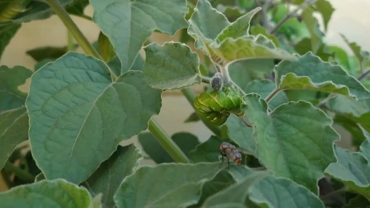 fly vs caterpillar