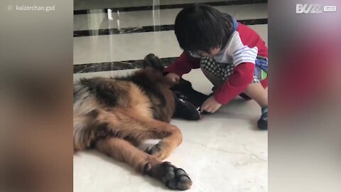 Piccolo dentista cura la dentatura del suo cane