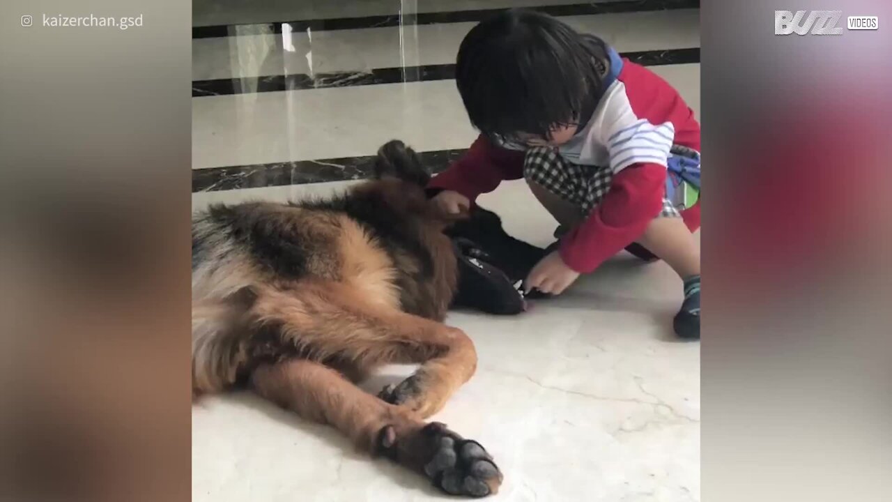 Piccolo dentista cura la dentatura del suo cane