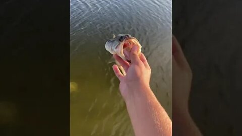 Bass on the TEXAS RIG!