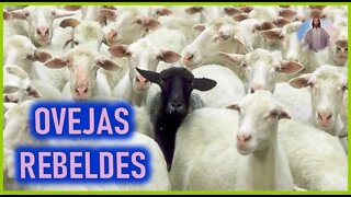 MENSAJE DE JESUCRISTO A ENOC - OVEJAS REBELDES