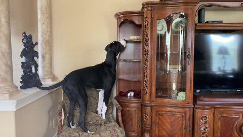 Funny Great Dane Tries To Reach Top Shelf Bone & Cat Closes The Blinds