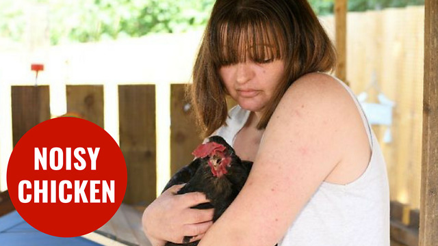 Woman's noisy pet chicken has ruffled people's feathers