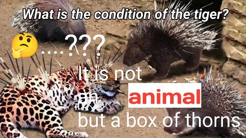 I am surprised to see the condition of this animal tiger