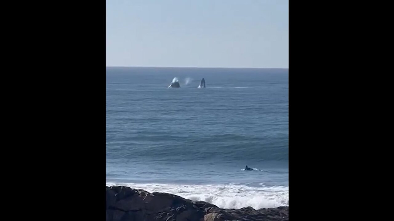 Whales breach surface while surfer catches wave in KZN.